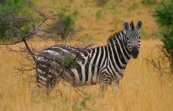 Nechisar National Park