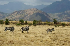 Nechisar National Park